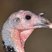Wild Turkey